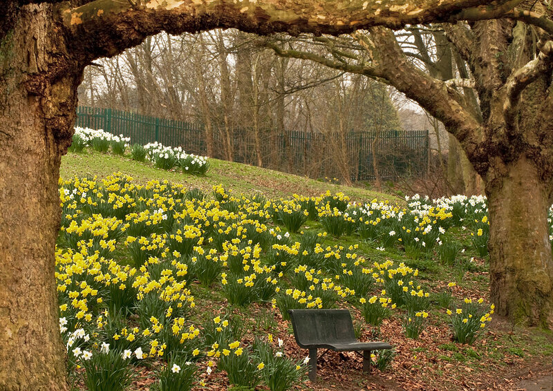 Daffodils in a Park