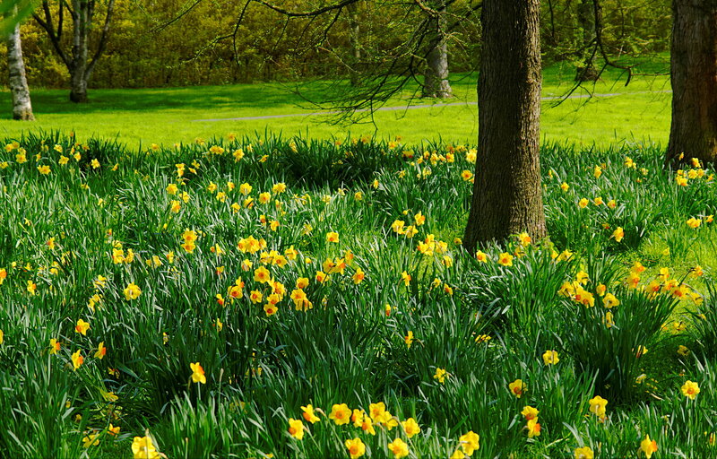 Daffodils in a Park — Yellow, Serene