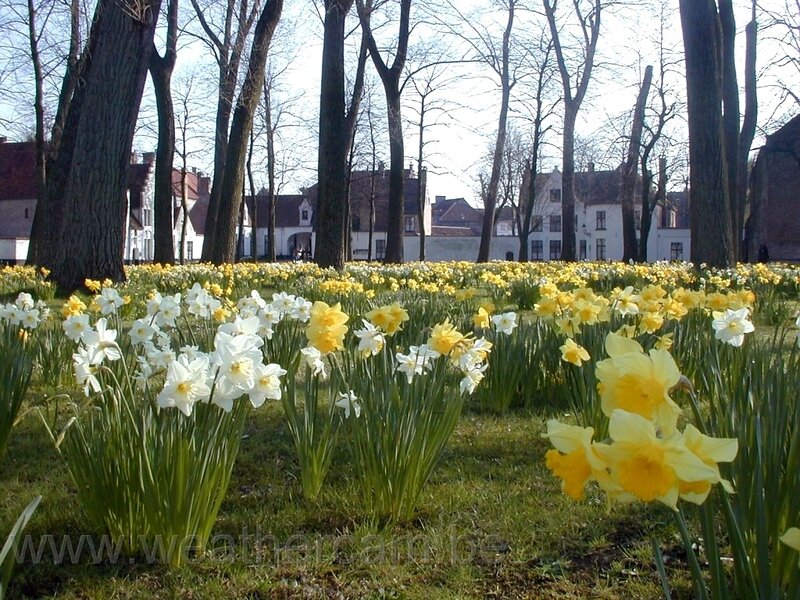 Daffodils in a Park — Yellow