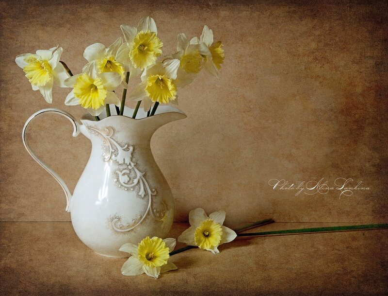 Daffodils in a Pitcher — White, Calm