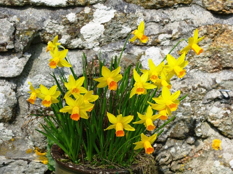 Daffodils in a pot