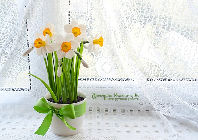 Daffodils in a Pot — White, Serene