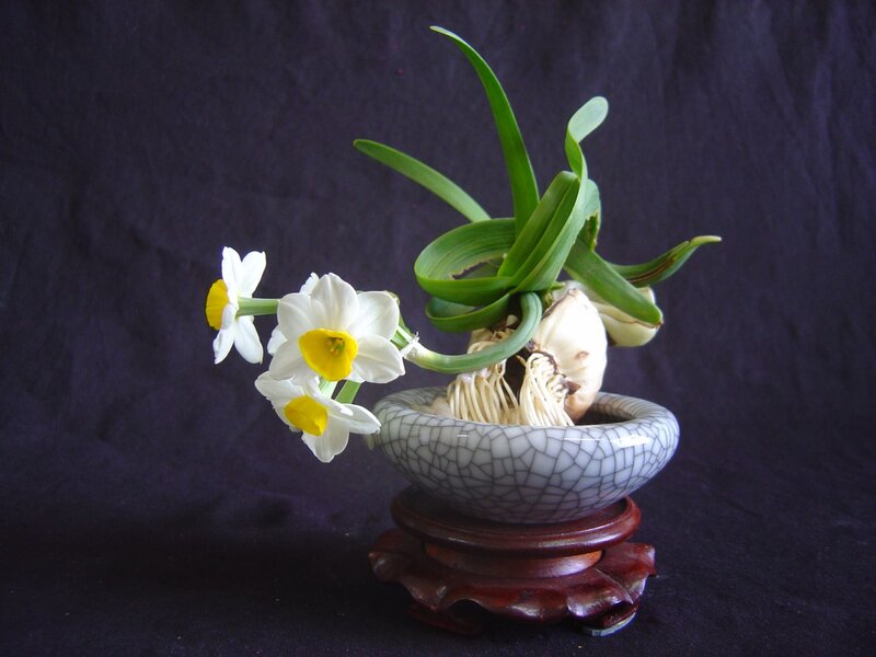 Daffodils in a Pot — White