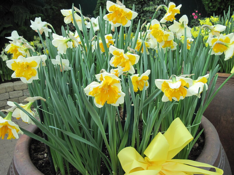 Daffodils in a Pot — Yellow