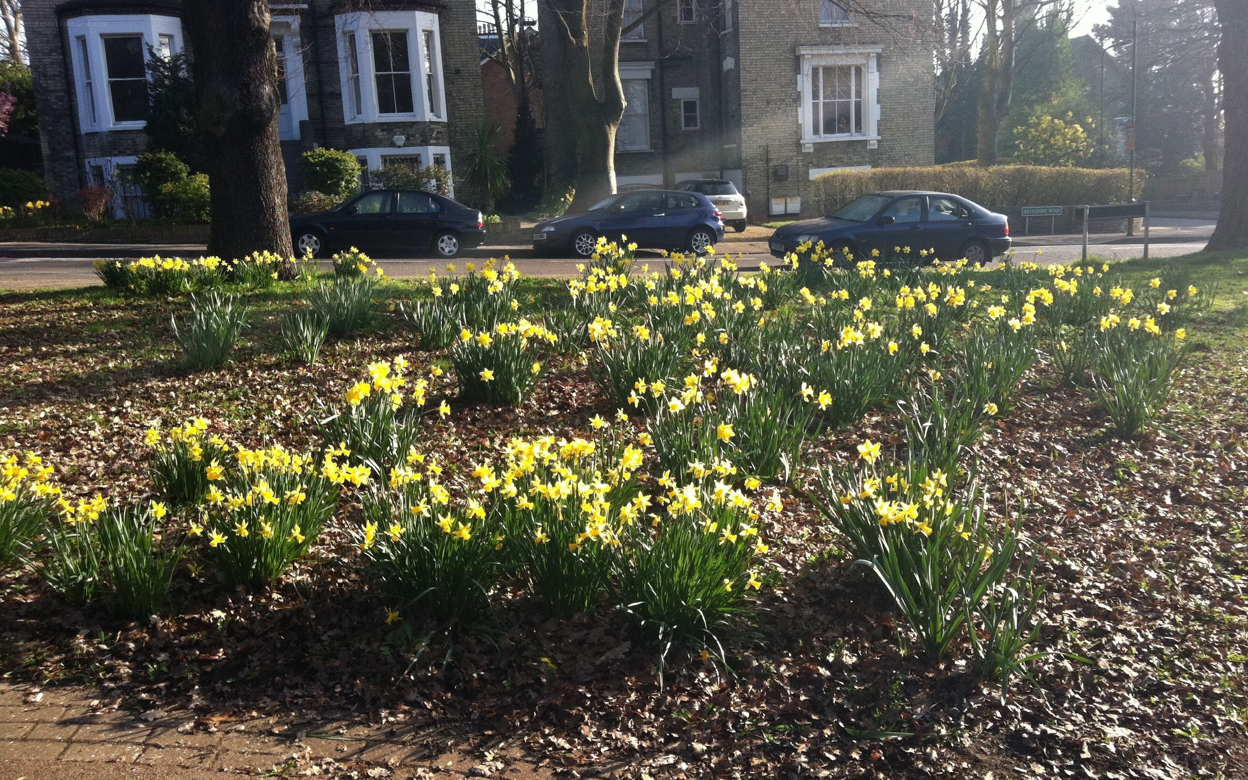 Daffodils in a residential garden