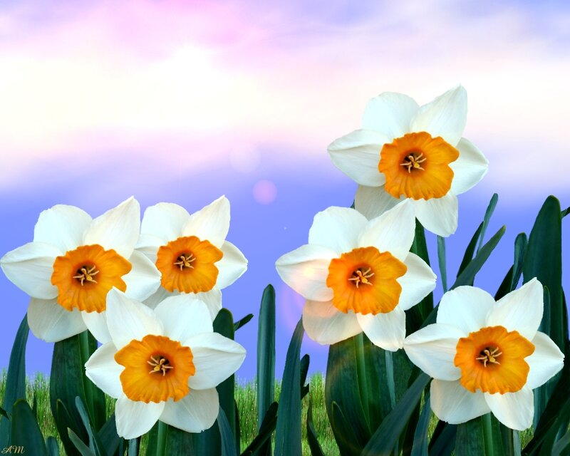 Daffodils in a spring field
