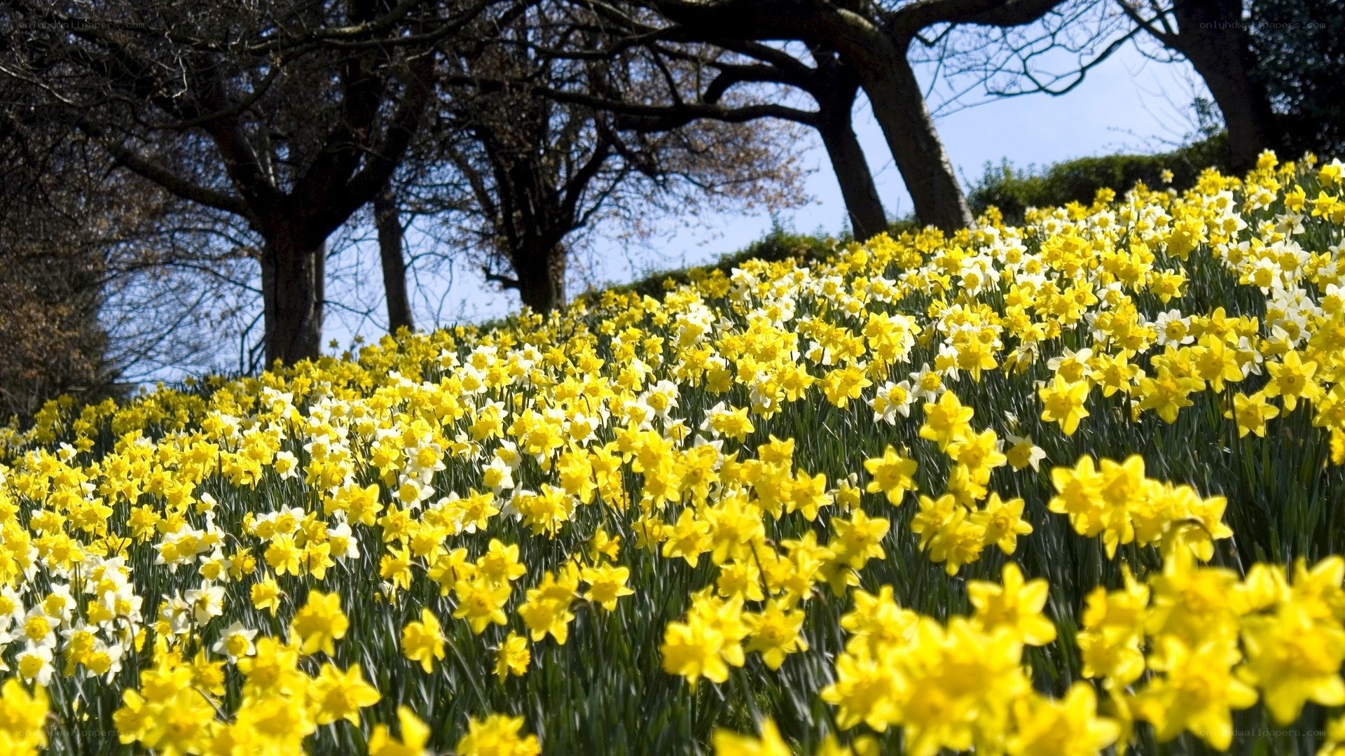 Daffodils in a spring garden
