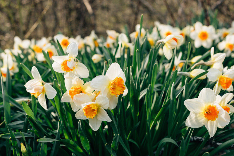 Daffodils in a spring garden