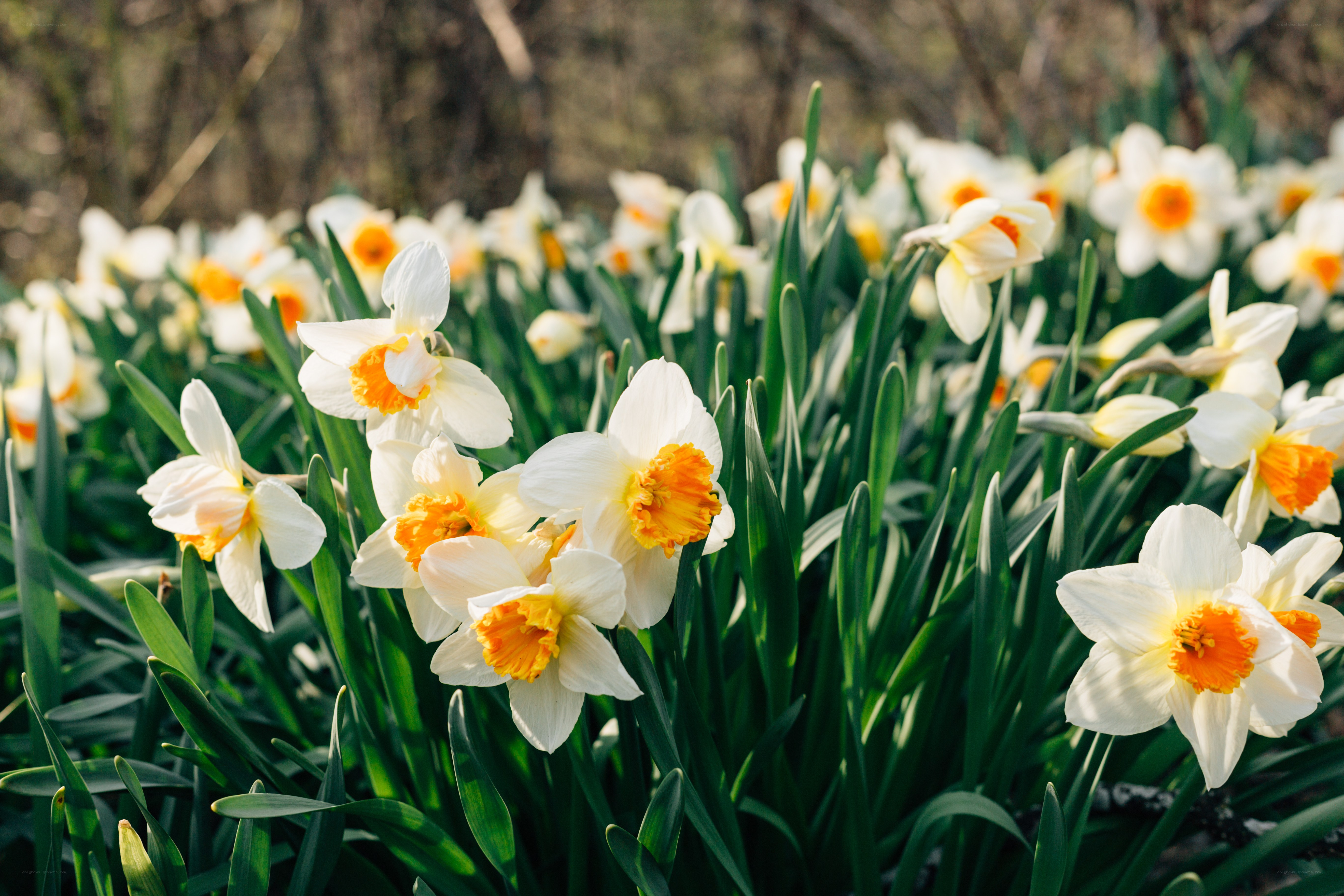 Daffodils in a spring garden
