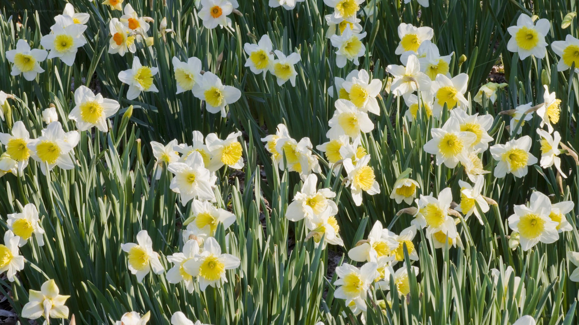 daffodils in a spring garden