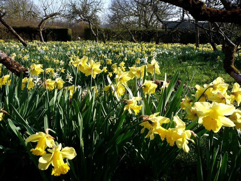 Daffodils in a spring garden