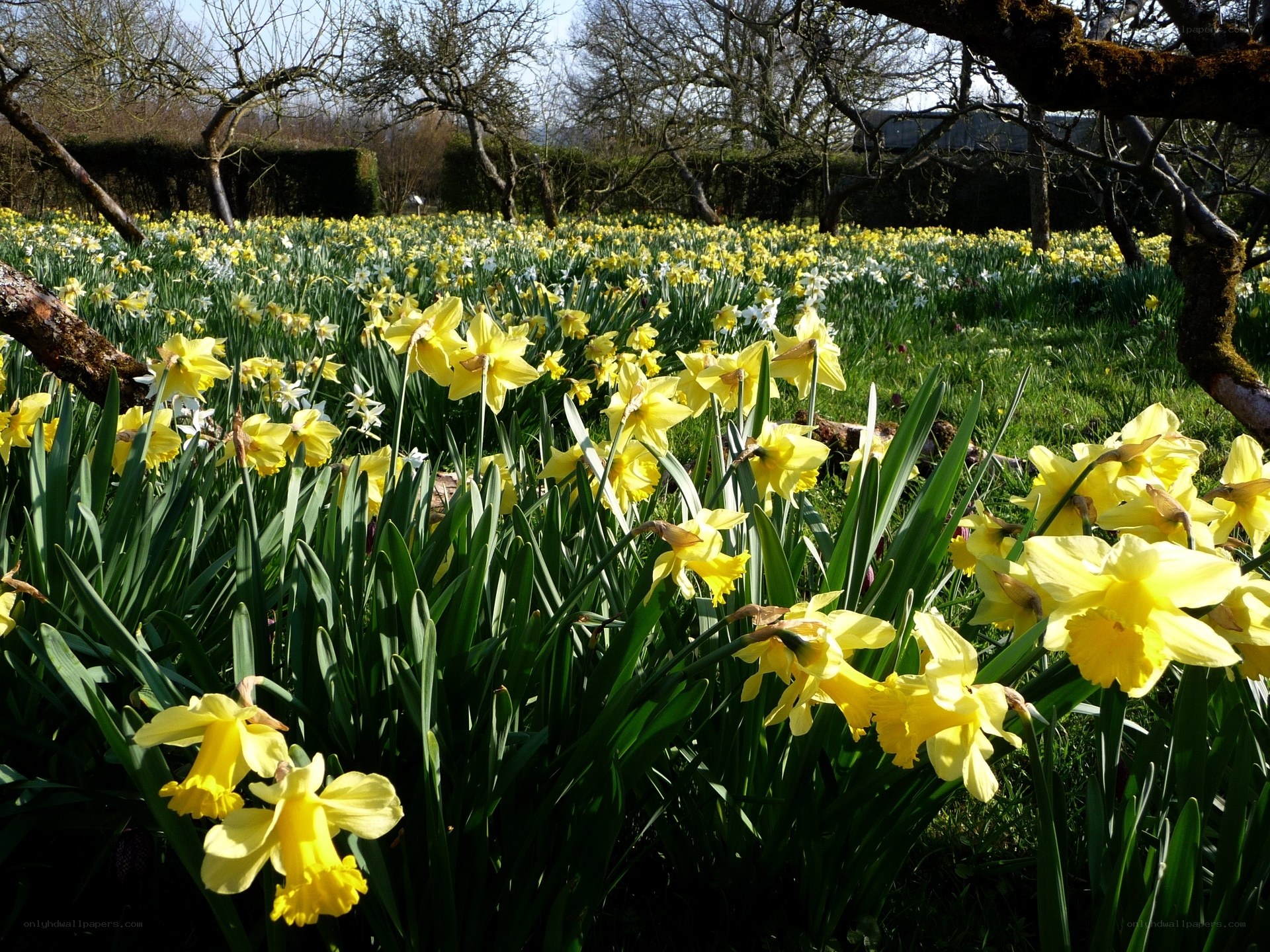 Daffodils in a spring garden