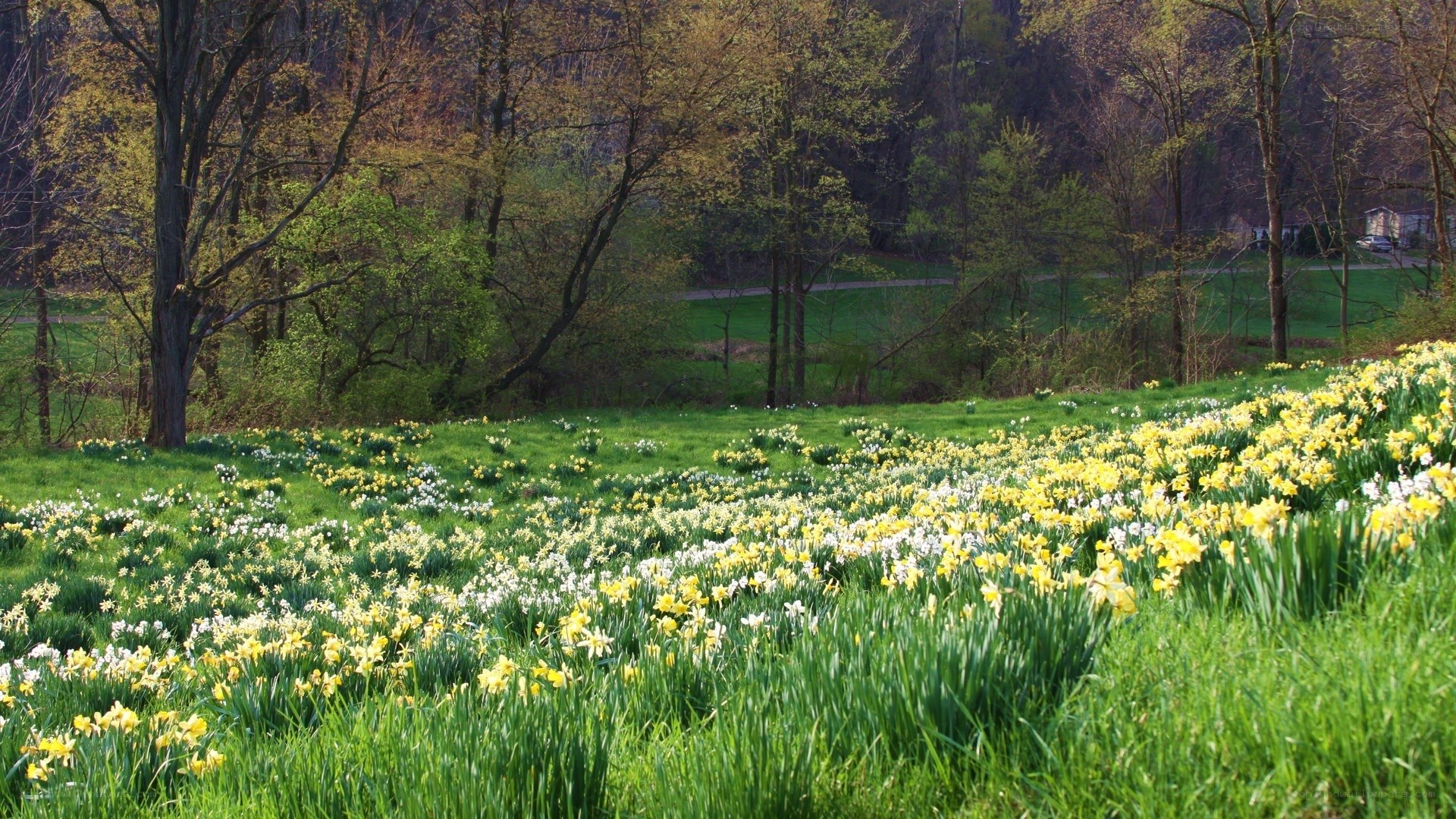 Daffodils in a spring meadow