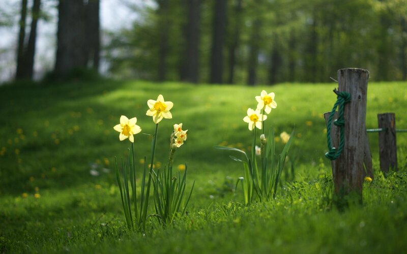 Daffodils in a sunlit field