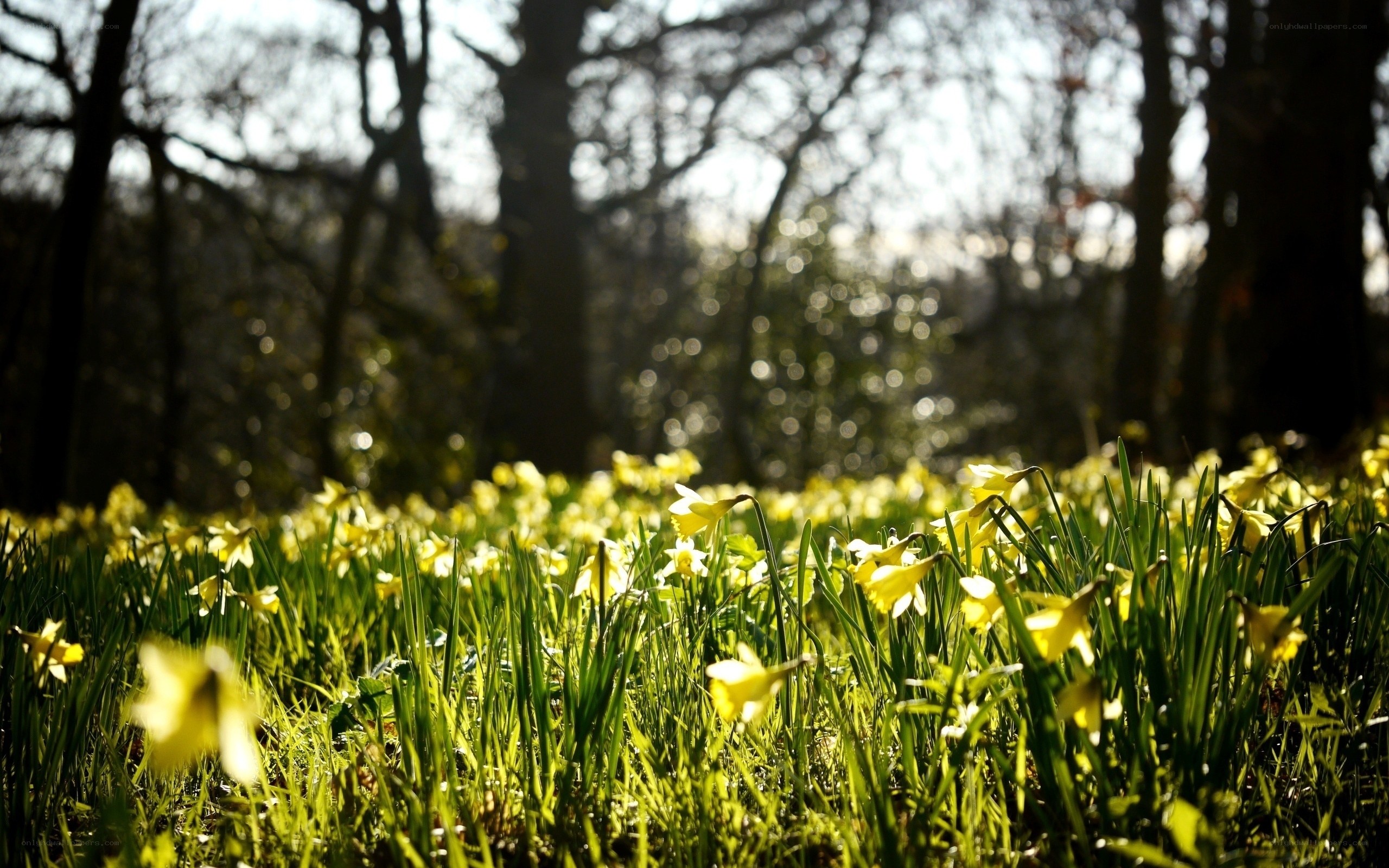 Daffodils in a sunlit forest
