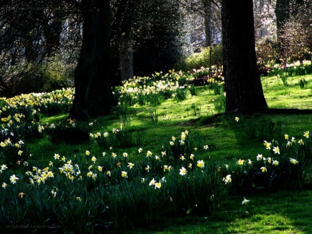Daffodils in a sunlit park