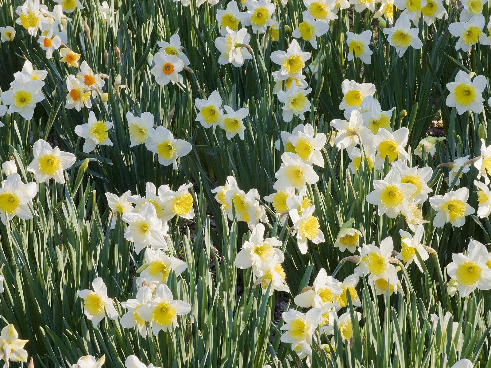 Daffodils in a sunny field