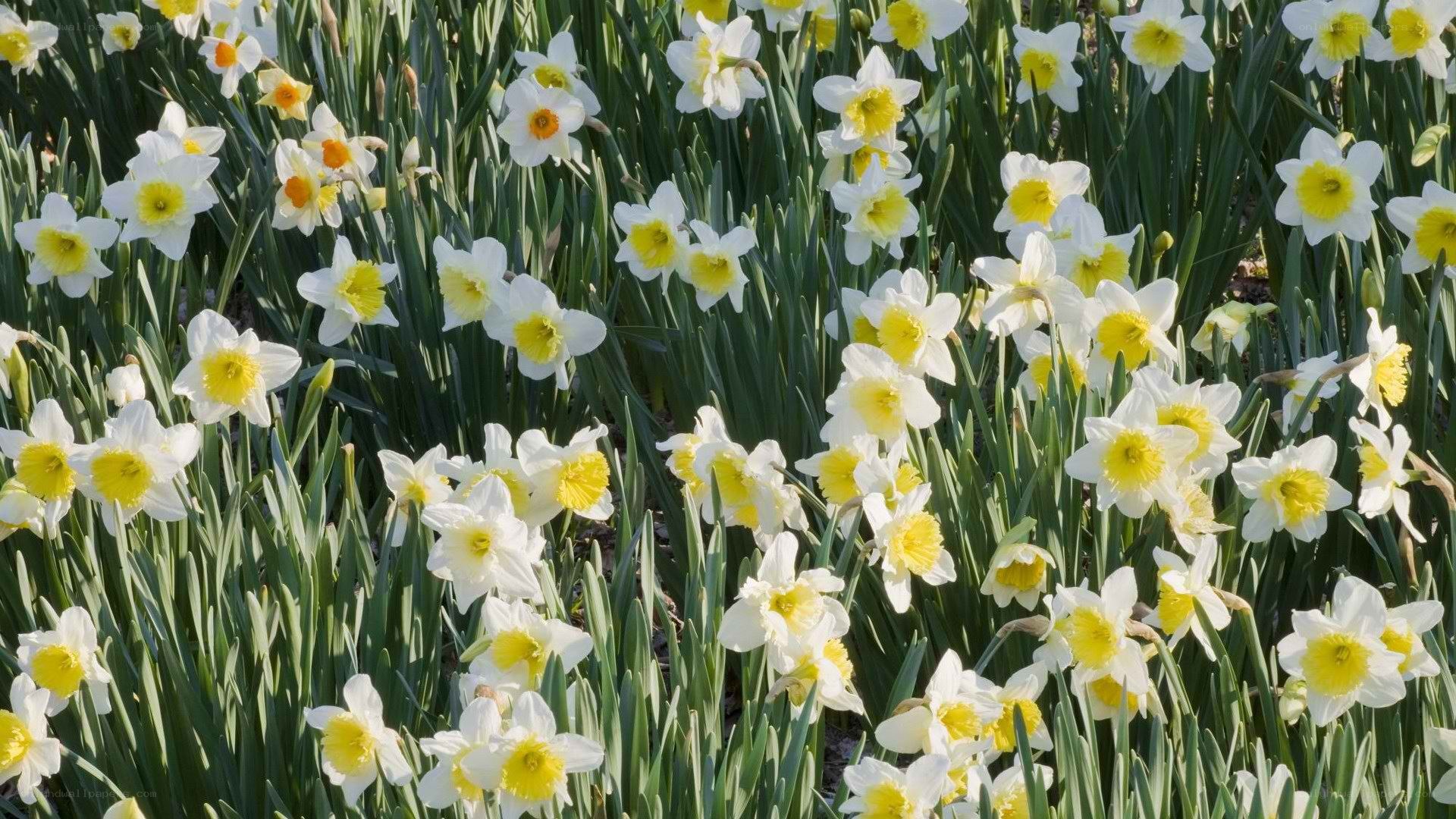 Daffodils in a sunny field
