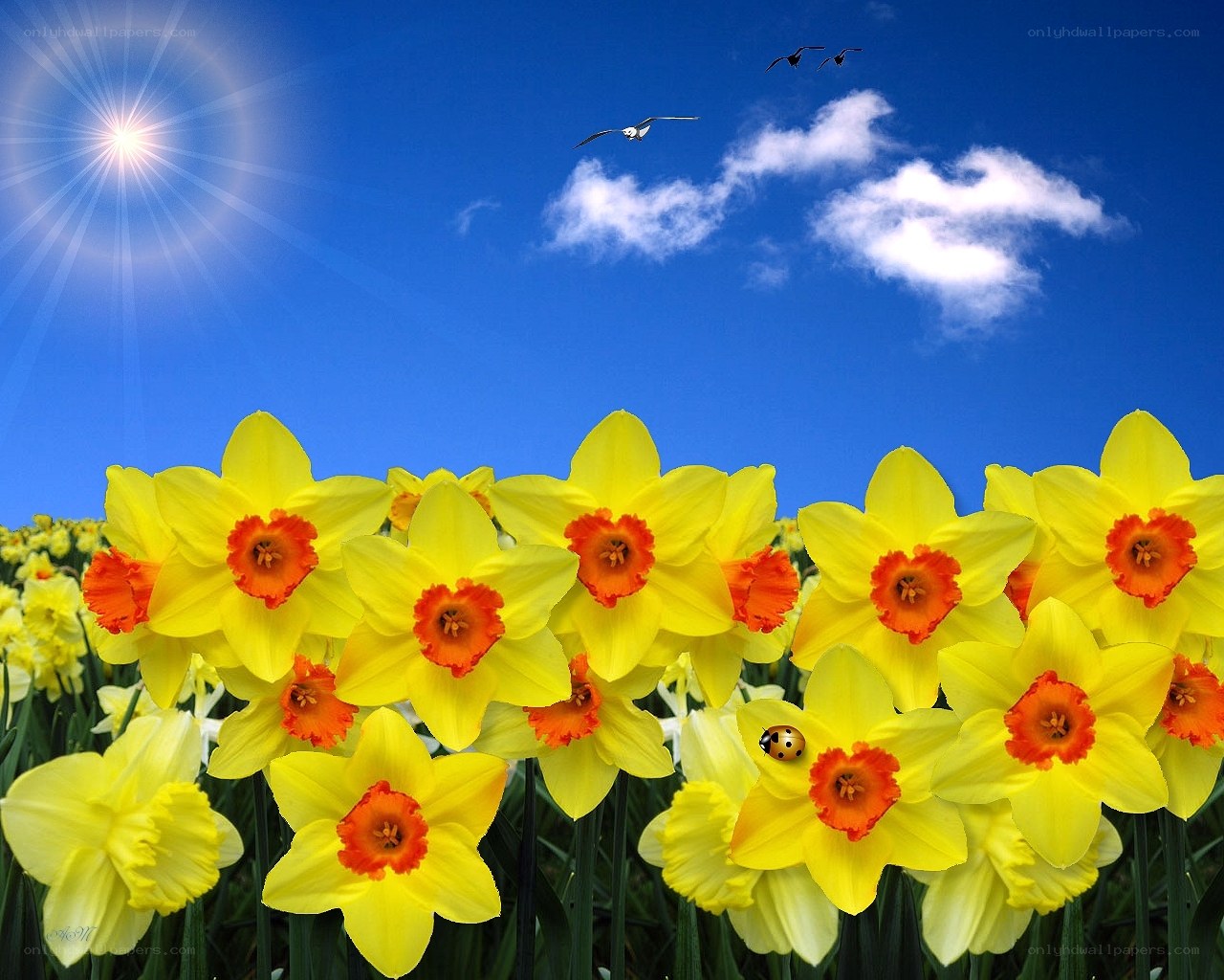Daffodils in a sunny field