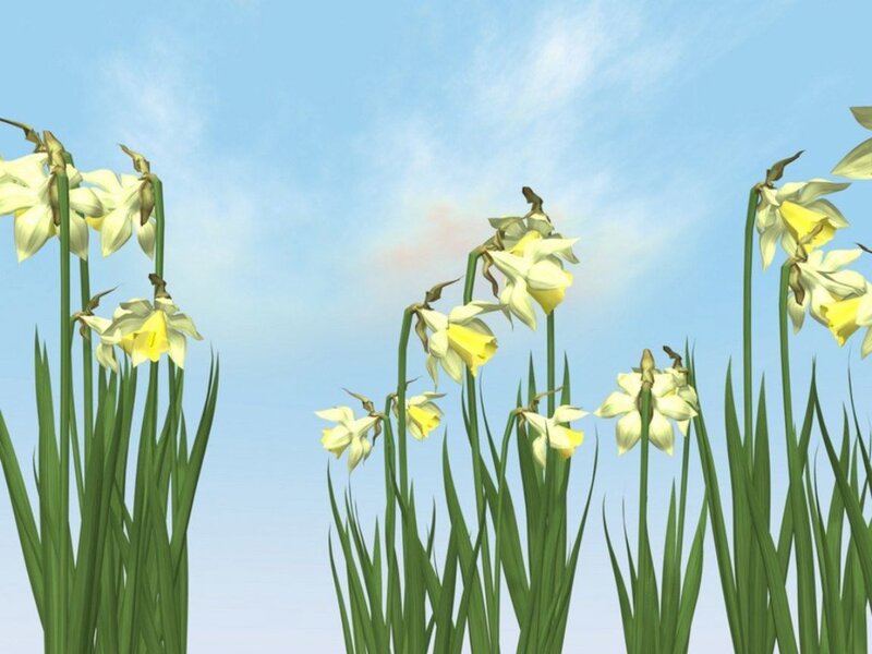 Daffodils in a sunny field