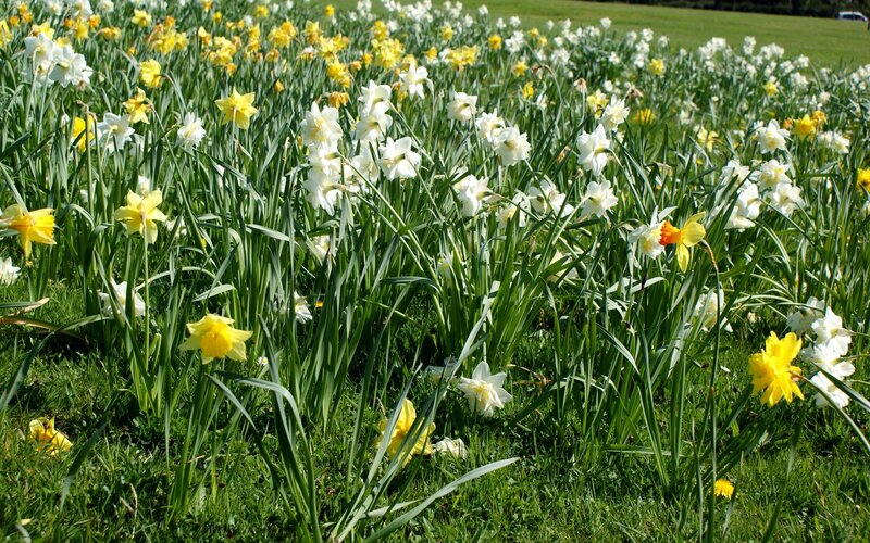 Daffodils in a sunny field