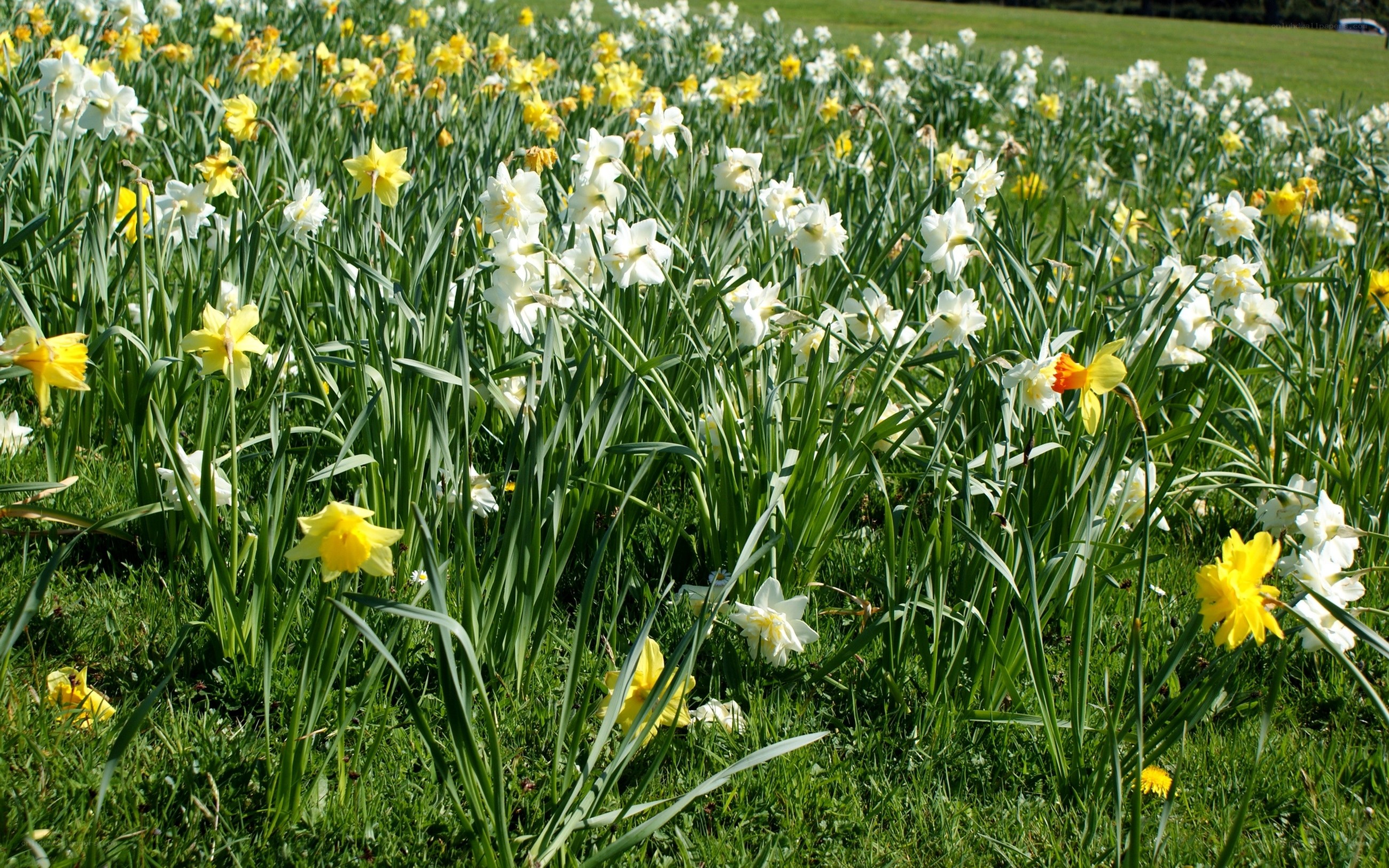 Daffodils in a sunny field