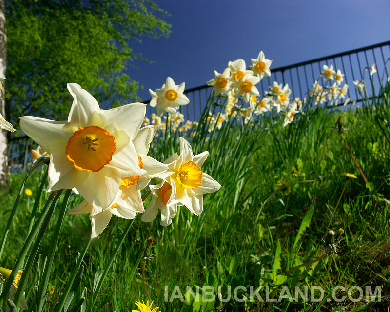 Daffodils in a sunny garden