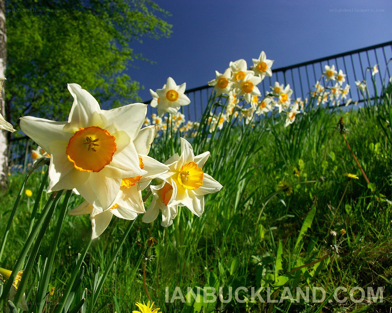Daffodils in a sunny garden