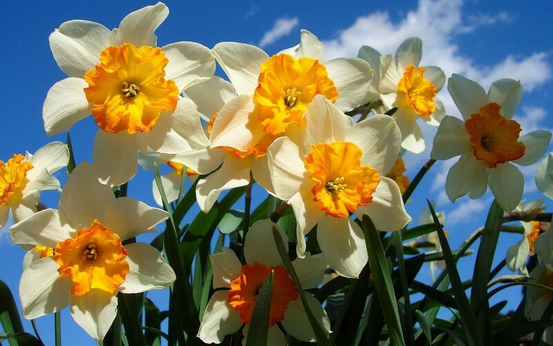 Daffodils in a sunny garden