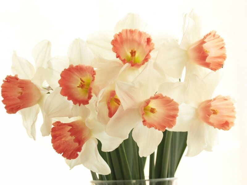 Daffodils in a Vase — White, Serene, Spring
