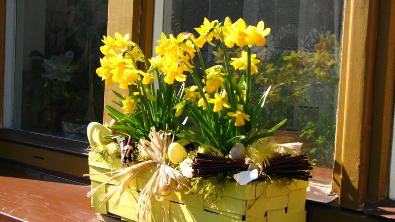 Daffodils in Basket