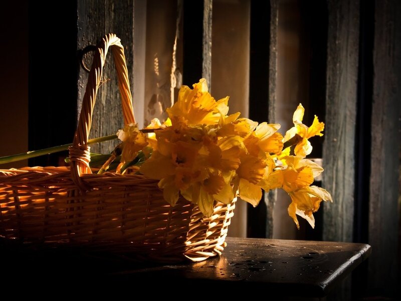 Daffodils in Basket — Yellow, Dramatic