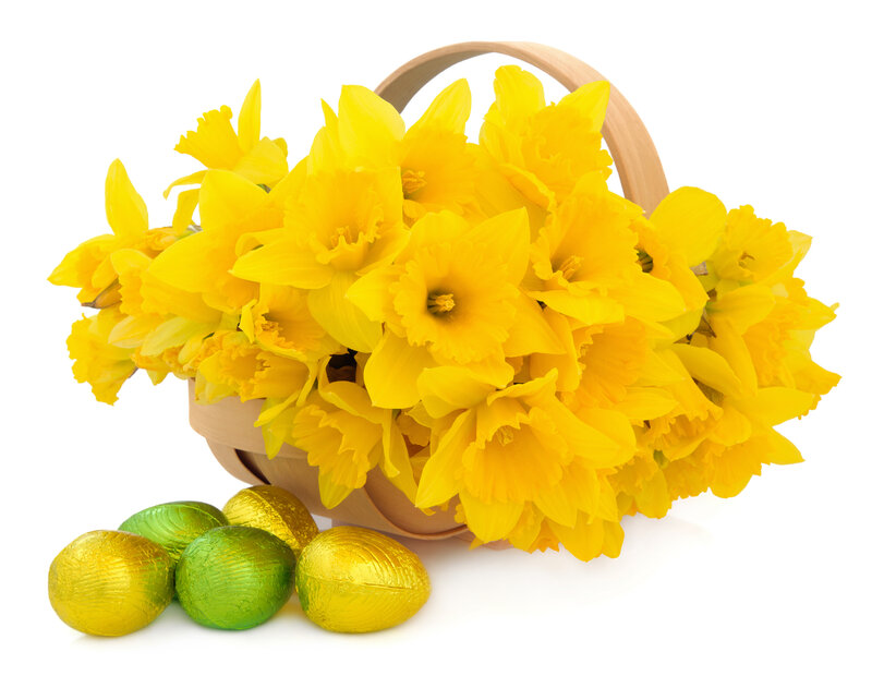Daffodils in Basket — Yellow, Festive
