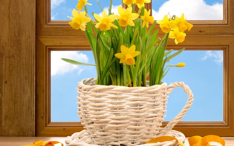 Daffodils in Basket — Yellow, Serene, Spring
