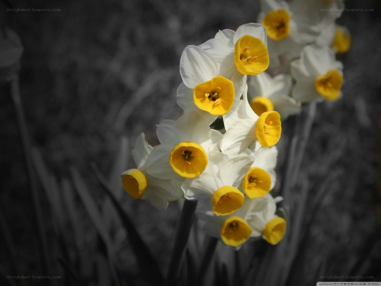 daffodils in black and white
