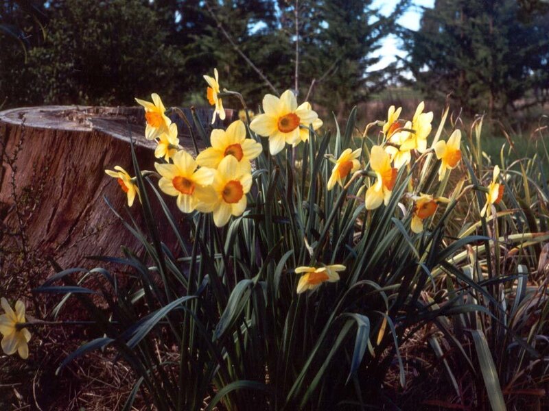 Daffodils in Bloom