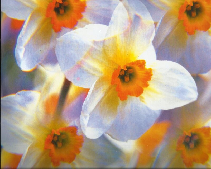 Daffodils in Bloom — White, Bright, Spring