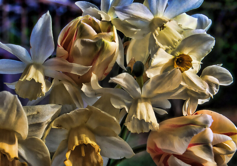 Daffodils in Bloom — White, Natural