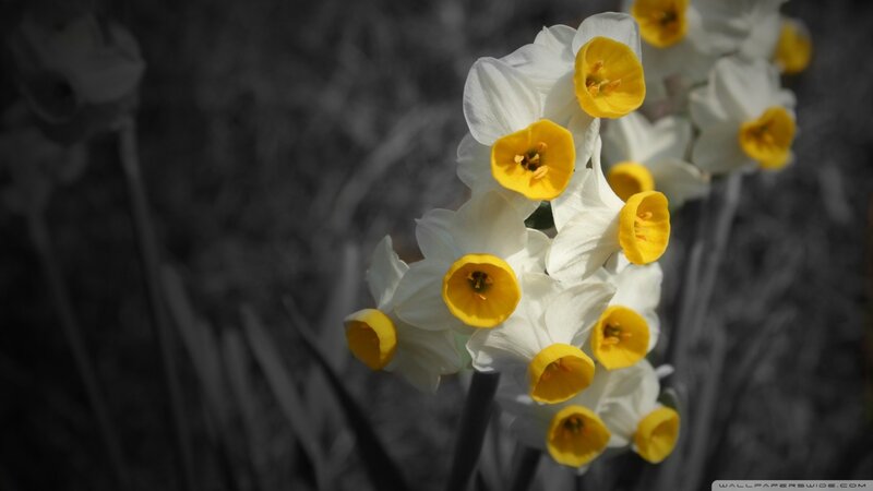 Daffodils in Bloom — White, Serene, Spring, Photograph