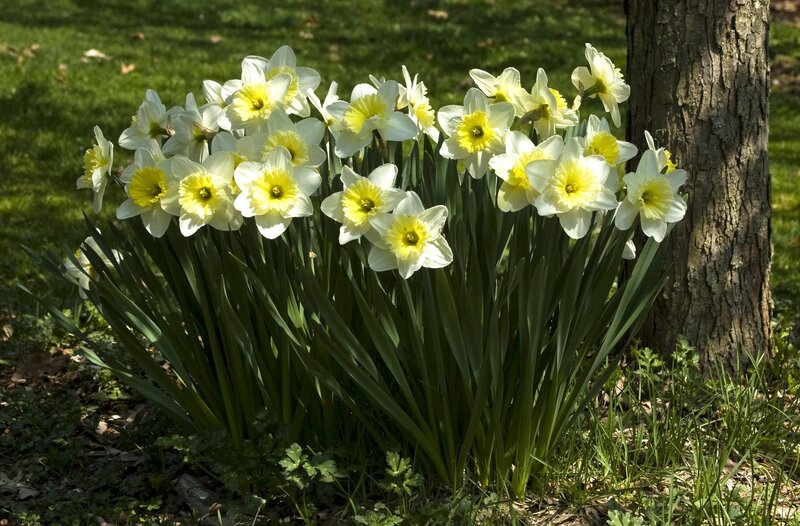 Daffodils in Bloom — White, Serene, Spring, Photograph, Tree Trunk