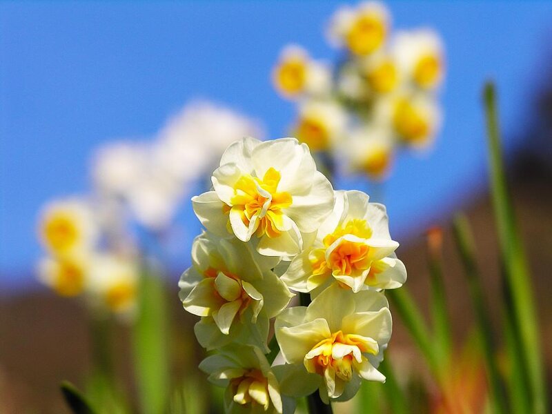 Daffodils in Bloom — White, Serene, Spring
