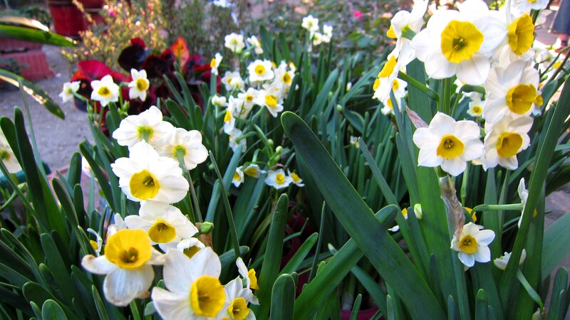 Daffodils in Bloom — White, Serene