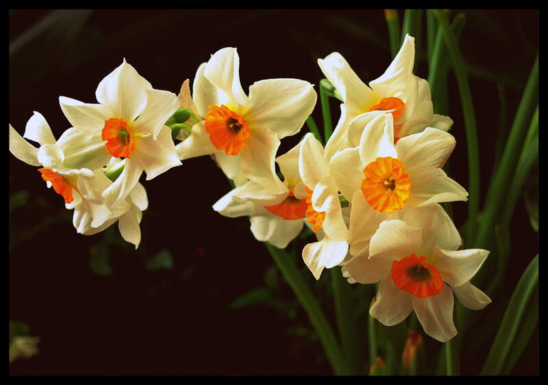 Daffodils in Bloom — White