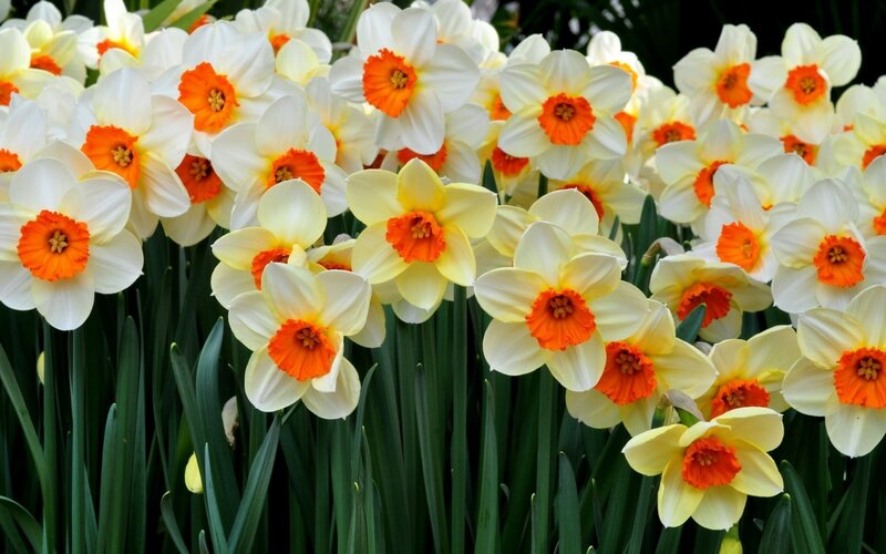Daffodils in Bloom — White, Vibrant