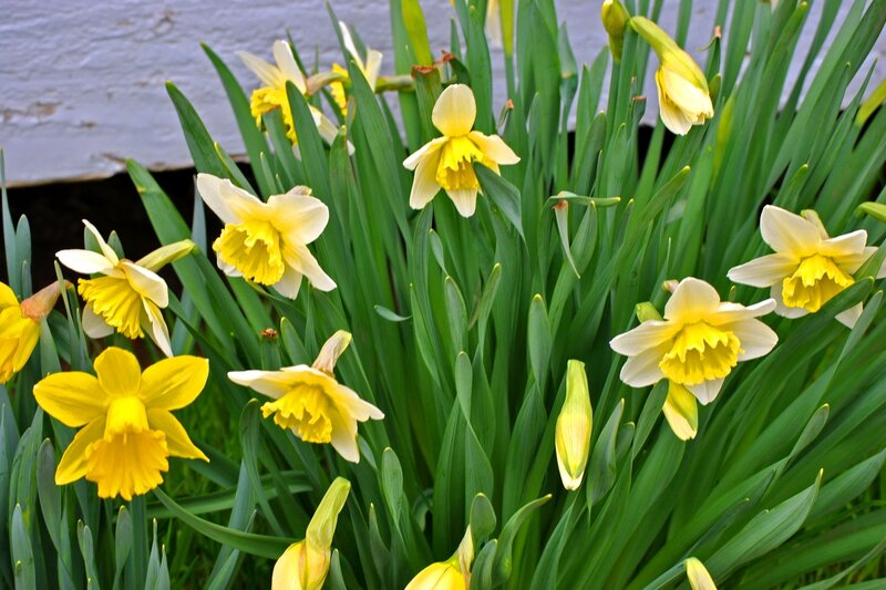 Daffodils in Bloom — Yellow, Bright