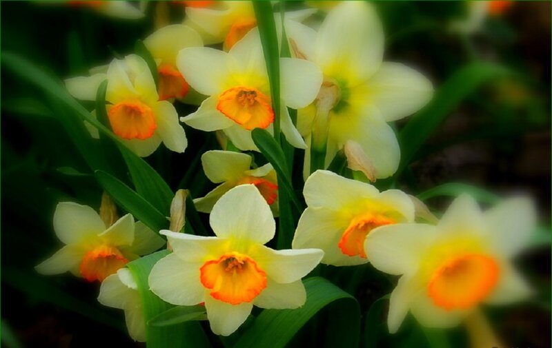 Daffodils in Bloom — Yellow