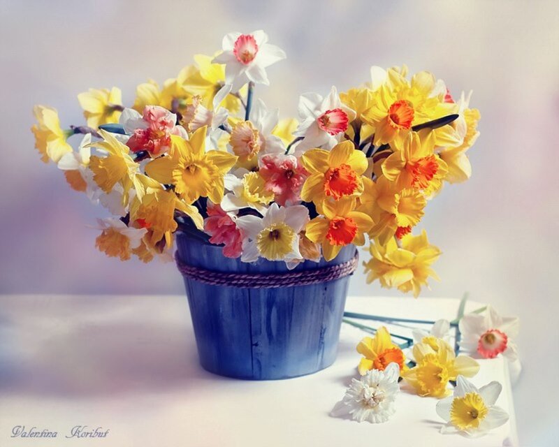 Daffodils in Blue Pot