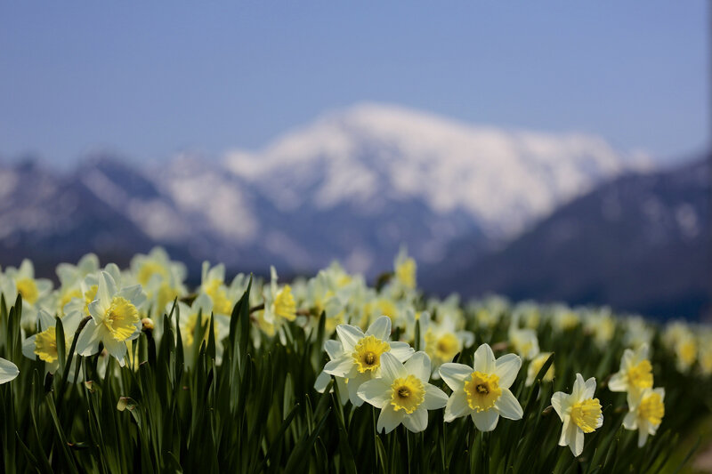 Daffodils in Field