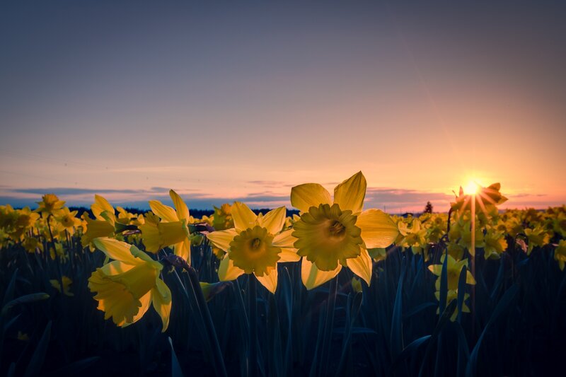 Daffodils in Field — Yellow