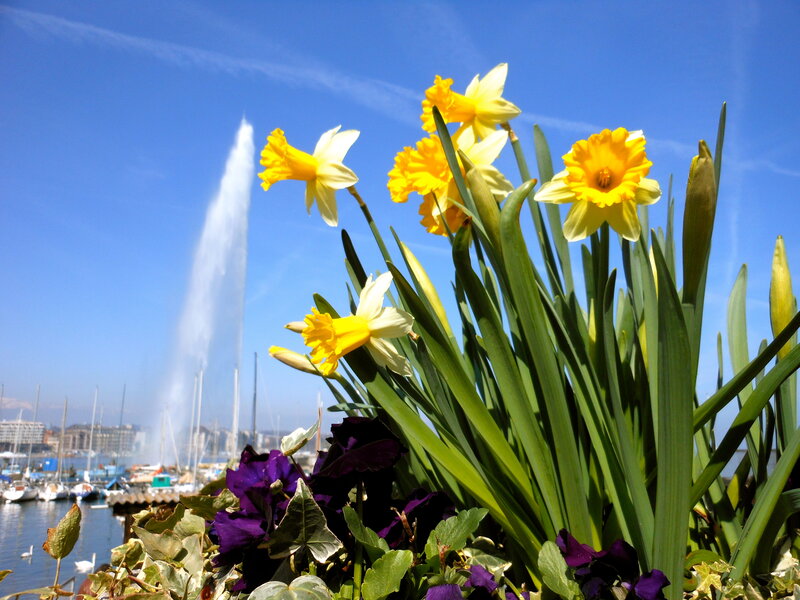 Daffodils in Flowerbed